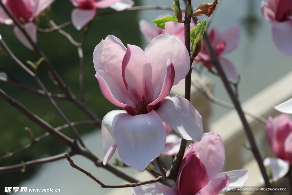 玉兰花