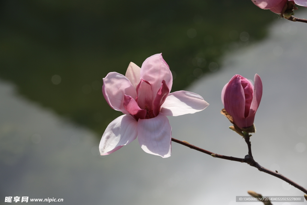玉兰花
