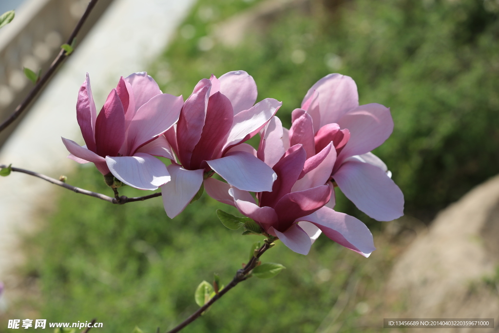 玉兰花