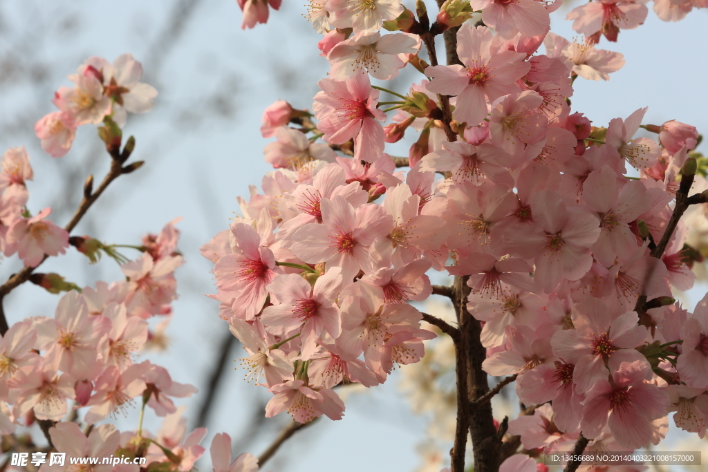 樱花