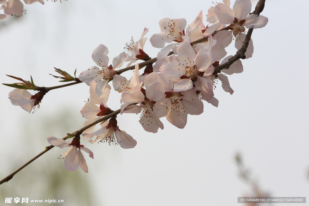 樱花