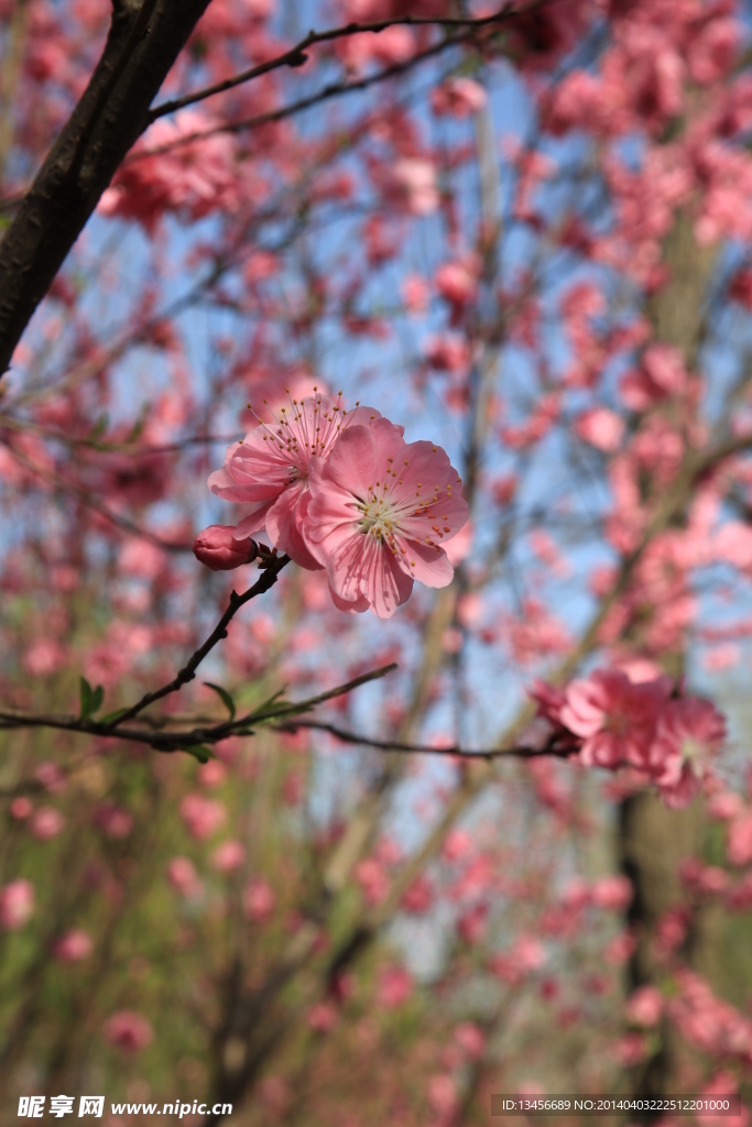樱花