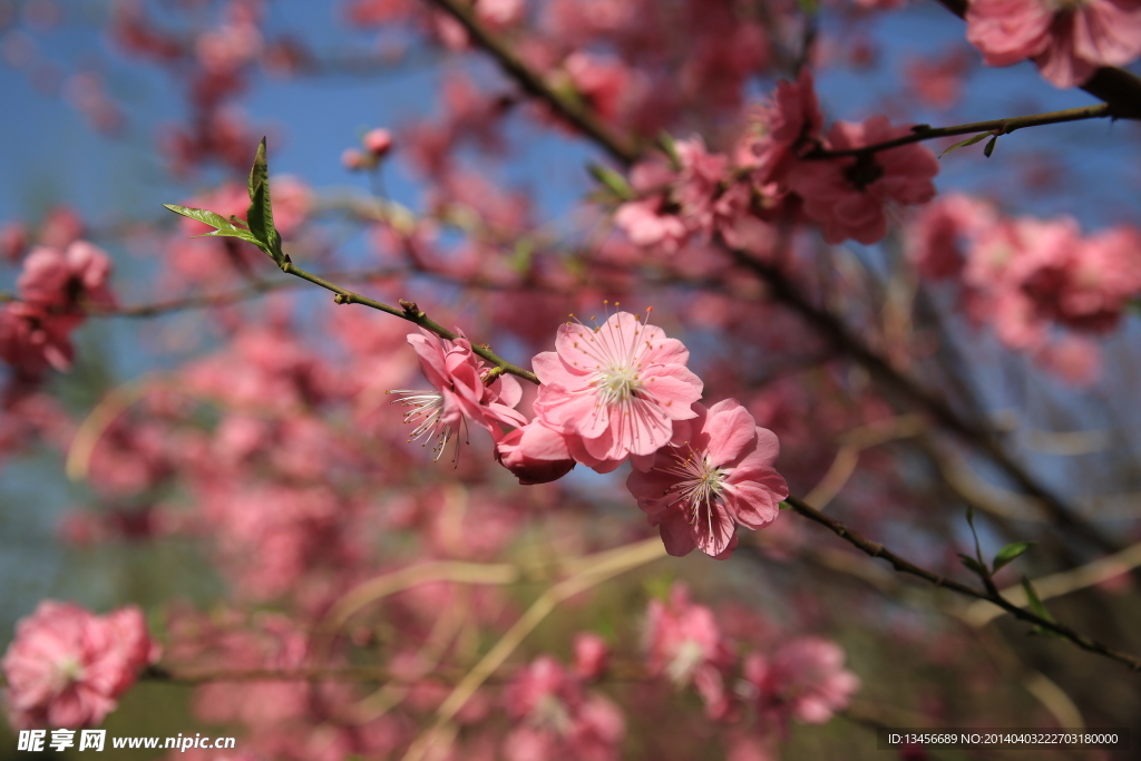 玉渊潭樱花