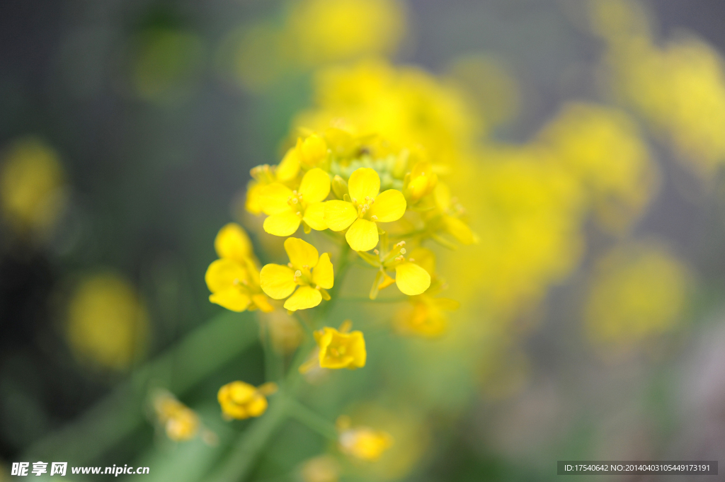 黄色 油菜花