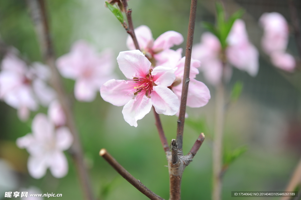 桃花 粉色