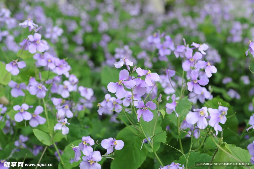 紫色花诸葛菜 二月兰