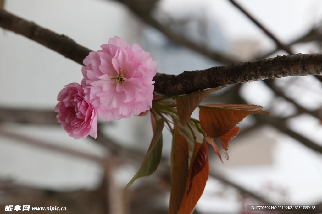 樱花