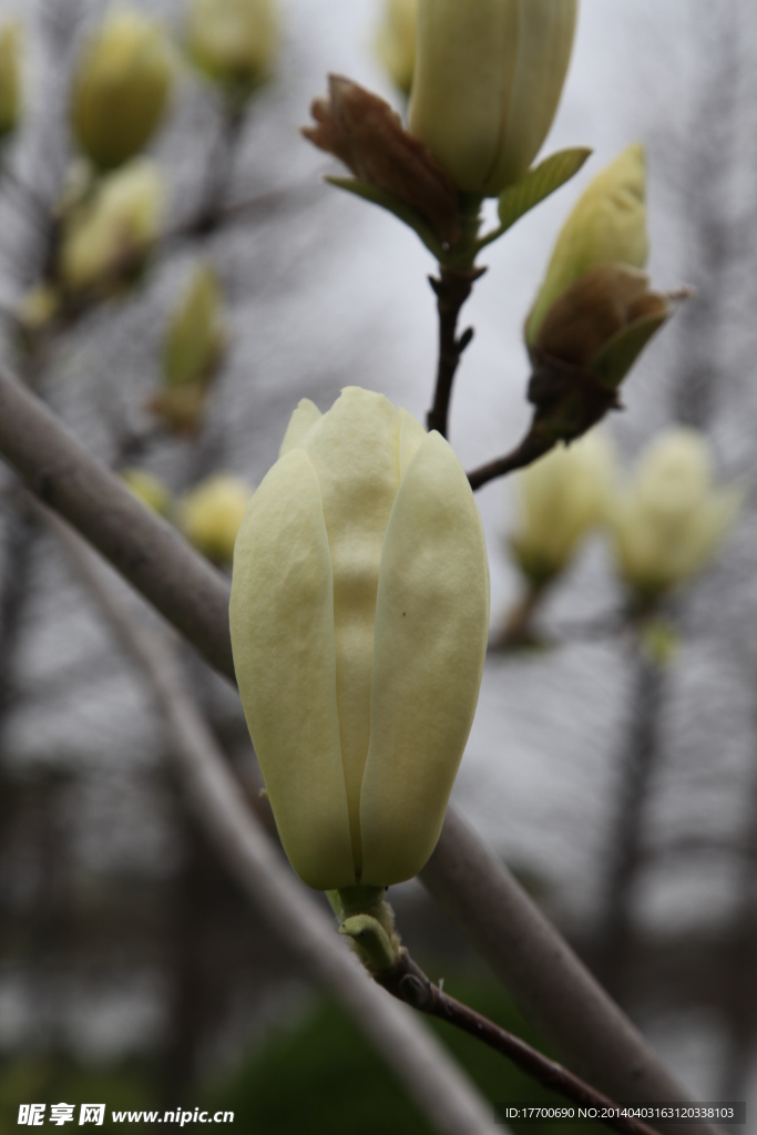 玉兰花