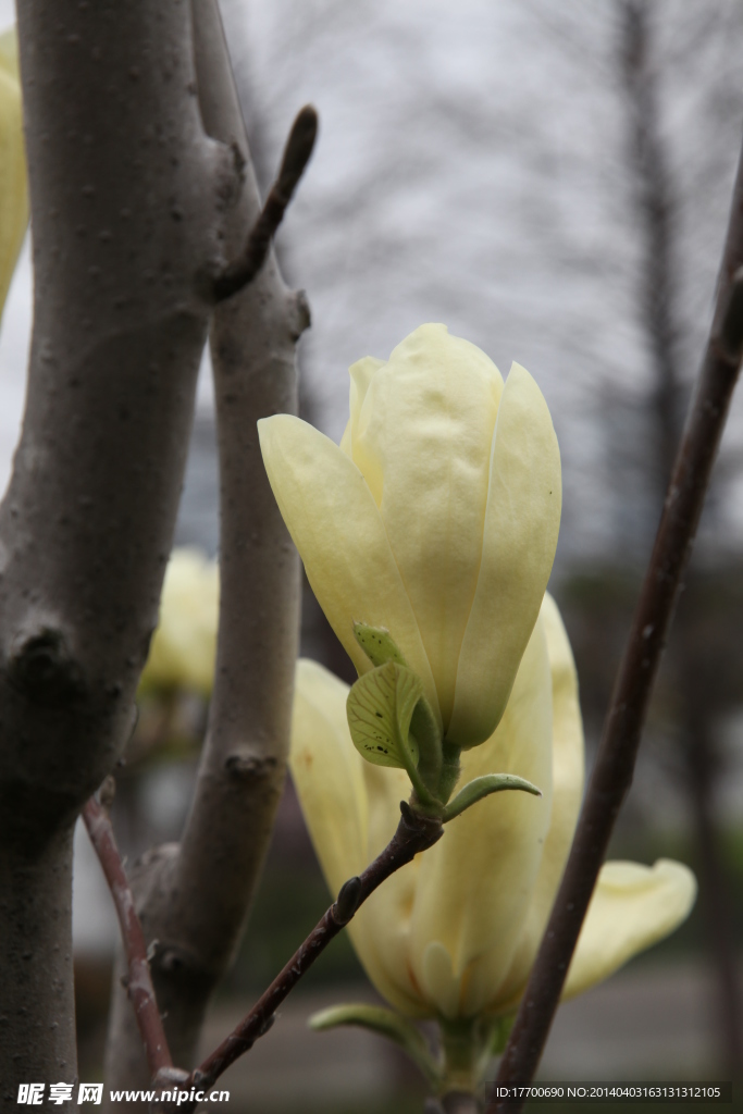 玉兰花