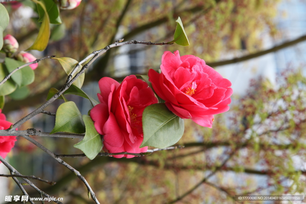 茶花