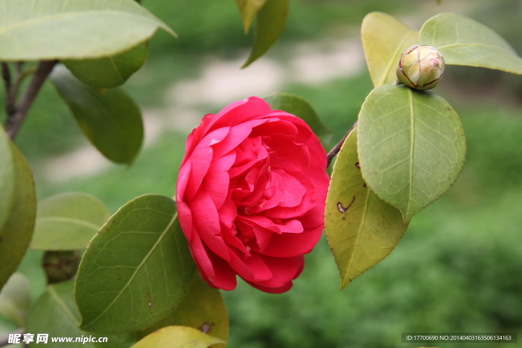 茶花