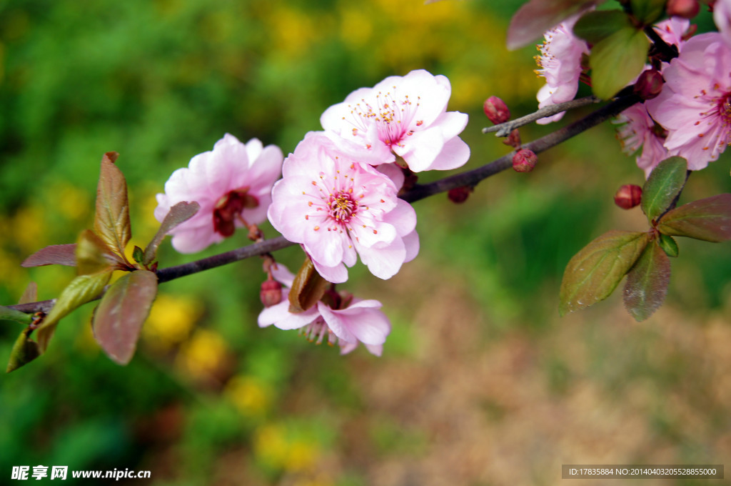 桃花