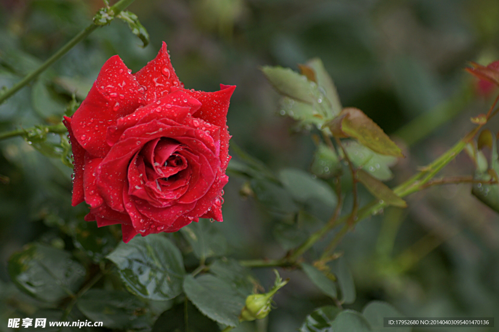 雨后月季花