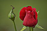 雨后月季花