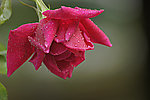 雨后月季花