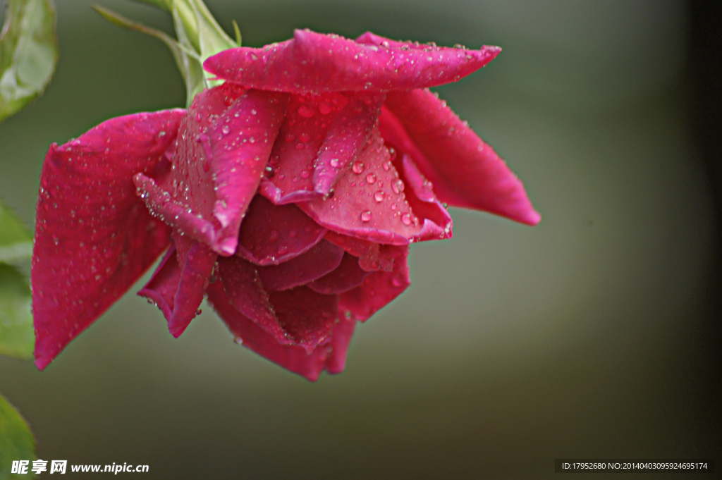 雨后月季花