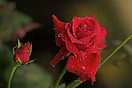 雨后月季花