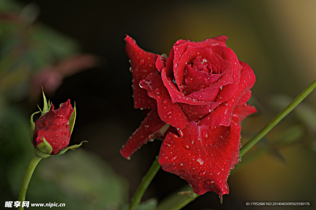 雨后月季花