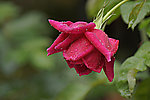 雨后月季花