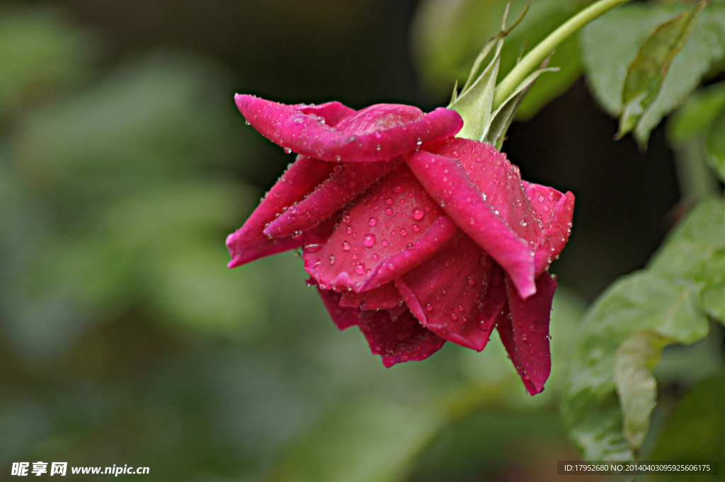 雨后月季花