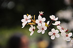 花枝