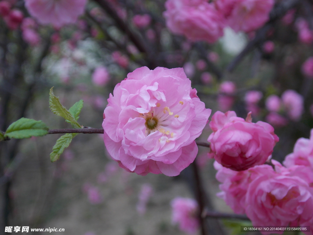 桃花