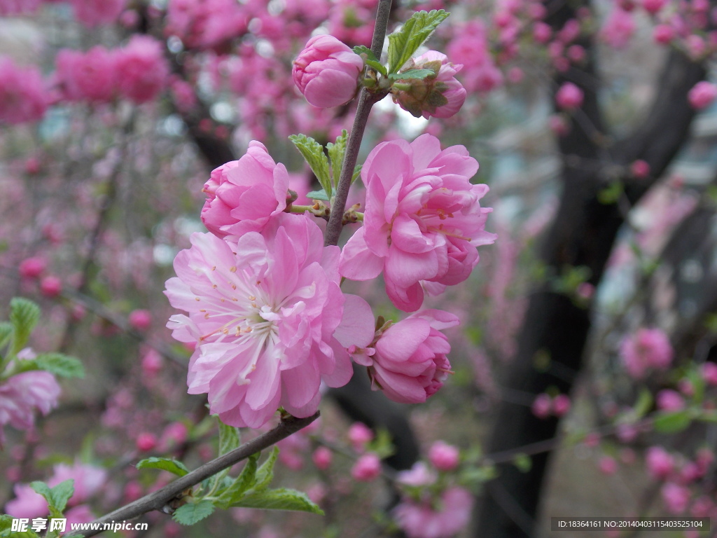 桃花