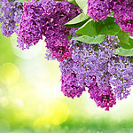 丁香花