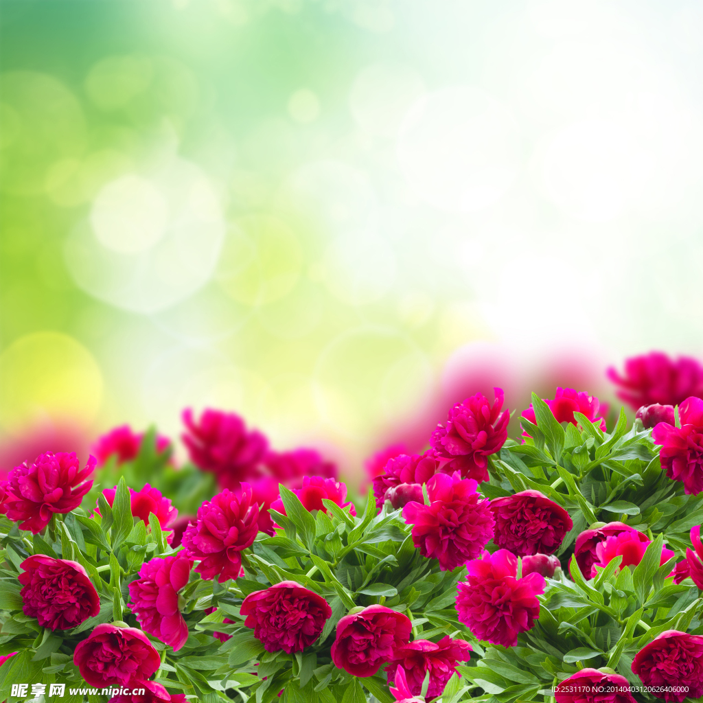 牡丹花