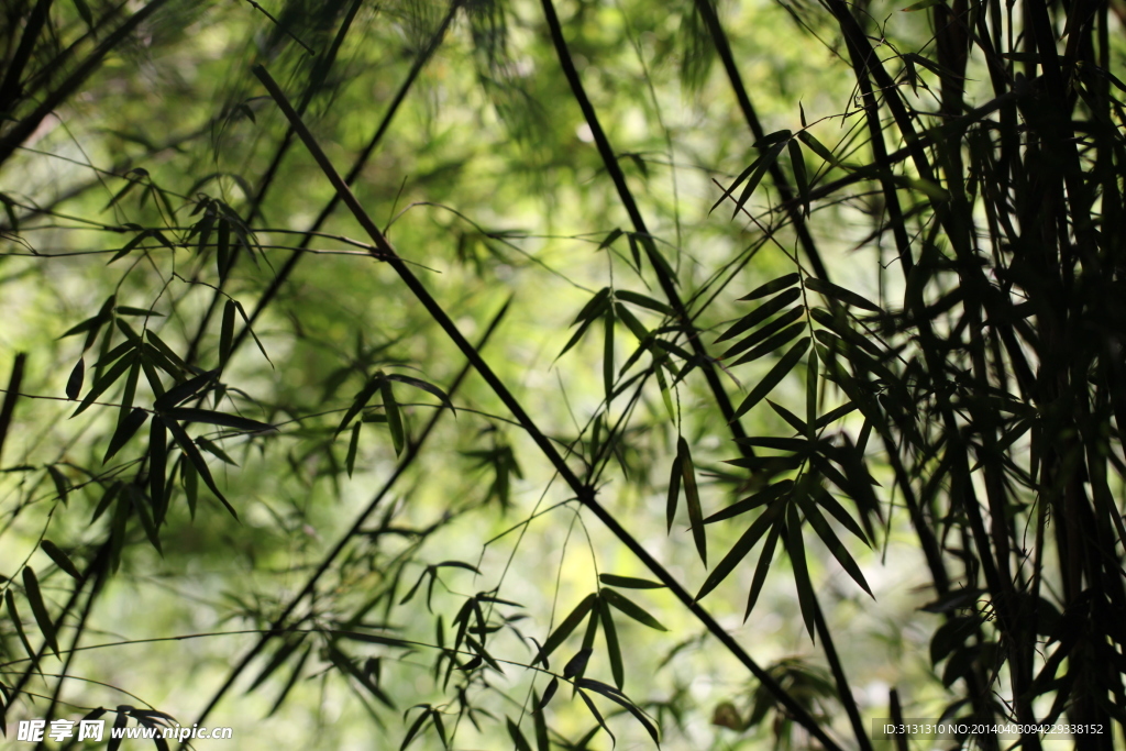 竹林风景