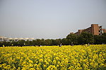 油菜花