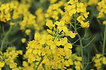 油菜花