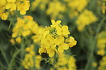 油菜花