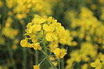 油菜花