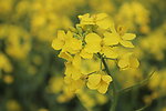 油菜花