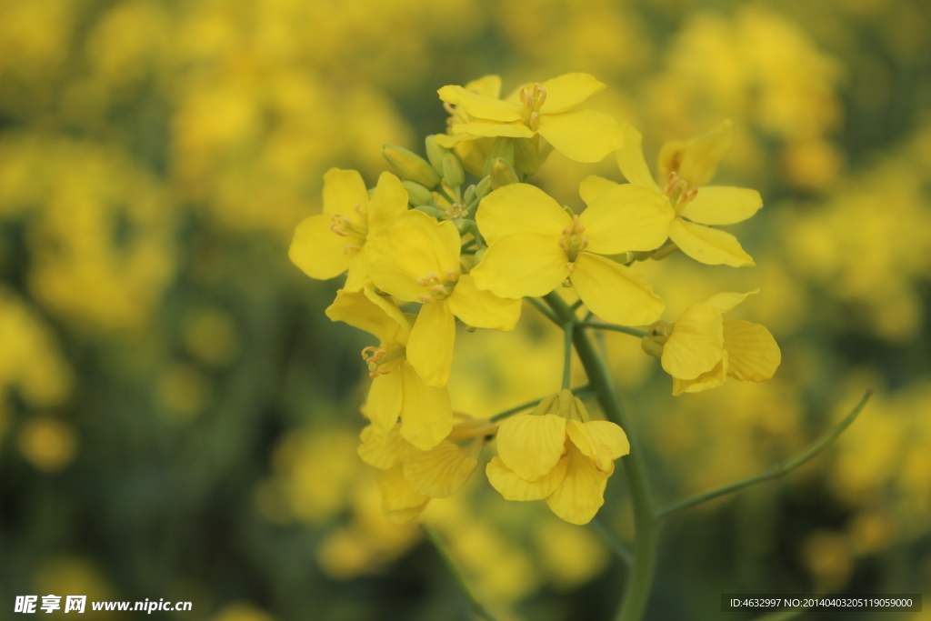 油菜花