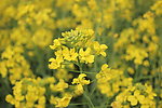 油菜花
