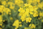 油菜花