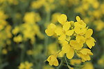 油菜花