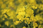 油菜花