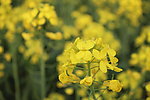 油菜花