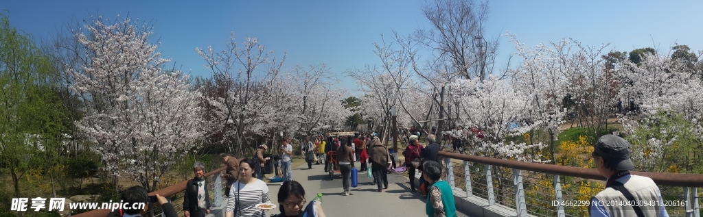 樱花盛开 顾村公园