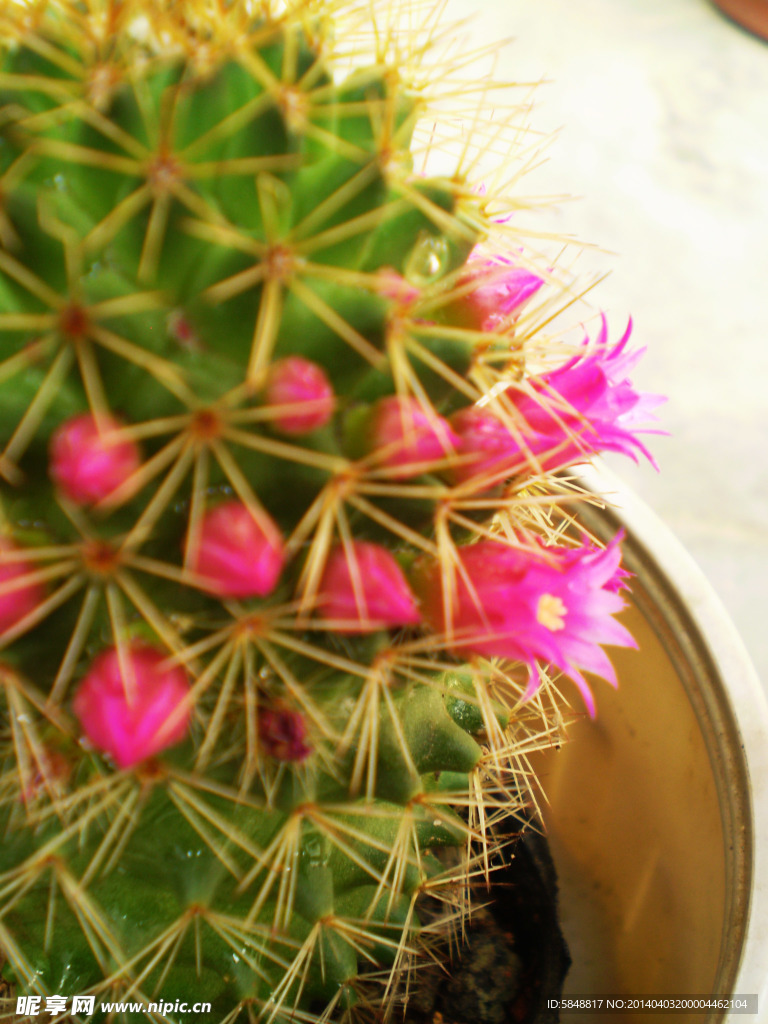 仙人掌花