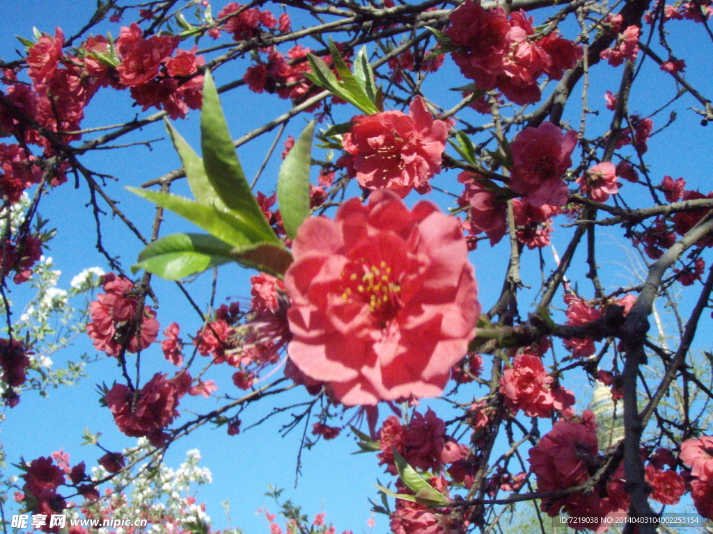 桃花
