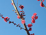 榆叶梅