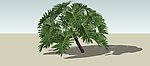 热带植物