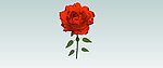 玫瑰花