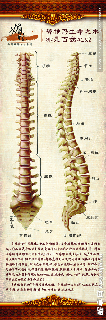 椎体形像海报甲