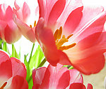 鲜花
