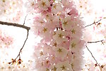梨花